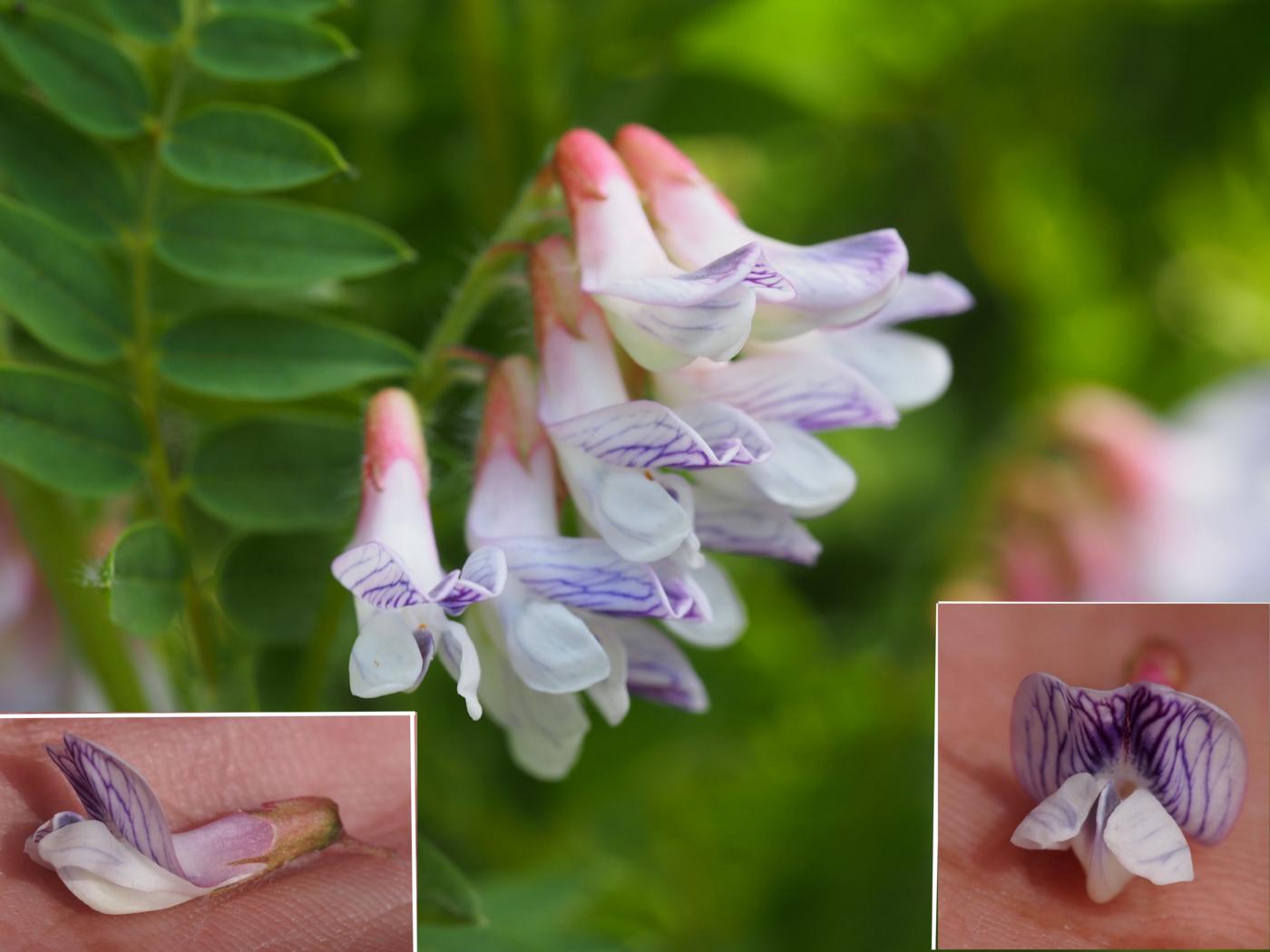 Vetch, Bitter flower